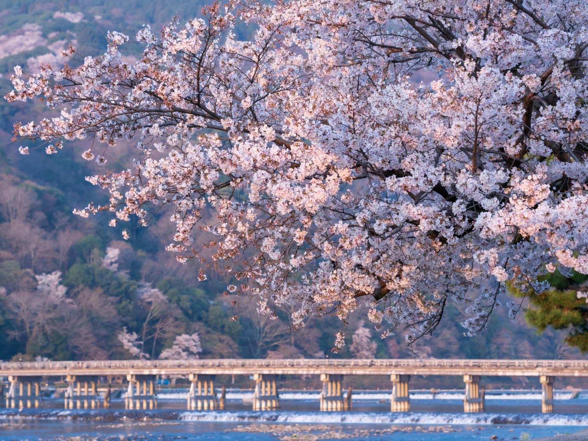 The Blossom Кіото Екстер'єр фото